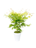 NatureNest Acer palmatum Orange Dream Ahornpflanze in Gelb