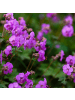 NatureNest 3er-Set: Geranium Bevans Variety Staude winterhart in Violett