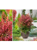 GARDENZO 2er-Set: Nandina Domestica Obsessed in Bunt