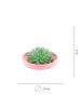 NatureNest Echeveria Pulidonis kompakte Sukkulente in rosa Keramikschale