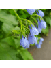 NatureNest 3er-Set: Symphytum Wisley Blue Staude mehrjährig in Blau