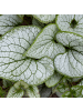 NatureNest 3er-Set: Brunnera Jack Frost Schattenpflanze winterhart in Blau