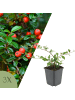 NatureNest 3 Cotoneaster dammeri Pflanzen in Grün Topf 9 cm Höhe 15 cm