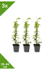 GARDENZO 3er-Set Sternjasmin 25-40cm
