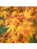 NatureNest Acer palmatum Katsura Ahornpflanze in Gelb