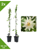 GARDENZO 2er-Set Passionsblume weiß 110-120cm 2L Topf