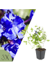 NatureNest Bleiwurz Set 3 Ceratostigma plumbaginoides