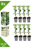 GARDENZO 8er-Set: Kletterhortensie in Weiß