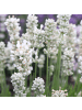 NatureNest Weißer Lavendel Set 24 Lavandula Edelweiss winterhart