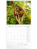 NOTIQUE Wandkalender 2027 6-sprachig in Bedrohte Arten - 30 x 30 cm