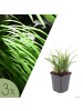 NatureNest 3er: Set Carex morrowii Pflanzen in Grün