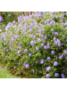 NatureNest 3 Storchschnabel pflanzen  Geranium 'Rozanne'  