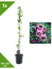GARDENZO Passionsblume rosa 110-120cm 2L Topf