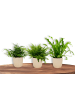 OH2 3er-Set: Farn Zimmerpflanzen Set in Grün