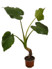 MeinVIPShop Alocasia cucullata Zimmerpflanze 50cm