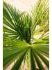 GARDENZO 2er-Set: Chamaerops humilis Mittel 