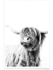 Juniqe Poster "Highland Cattle Frida 2" in Grau & Weiß