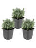 NatureNest Lavendel Hidcote Set 3 Lavandula angustifolia