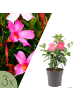 NatureNest 3 Mandevilla Pflanzen in Rosa Topf 10 cm Höhe 20 cm