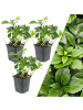 NatureNest 3 Dickmannskrautpflanzen  Pachysandra terminalis 