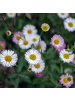 NatureNest 3er: Set Erigeron karvinskianus Pflanzen in Weiß
