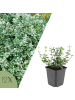 NatureNest 12er: Set Euonymus Emerald n Gaiety Pflanzen in Grün
