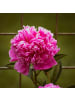 GARDENZO 3er-Set: Pfingstrose (Paeonia lactiflora) in Rosa