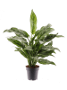 MeinVIPShop Aglaonema Romeo 50cm Zimmerpflanze