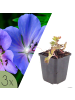 NatureNest 3er-Set: Geranium Azure Rush Staude winterhart in Blau