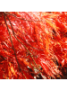 NatureNest 3er: Set Acer palmatum Atropurpureum Ahornpflanze in Rot