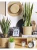 Beliani Kunstpflanze SNAKE PLANT in Grün/Schwarz - (W) 15 x (H) 63 x (L) 15 cm