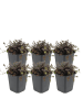 NatureNest 6er: Set Acaena microphylla Kupferteppich Pflanzen in Rot