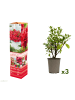 GARDENZO 3er-Set: Azalee in Rot