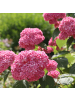 NatureNest Hydrangea arborescens Pink Annabelle Pflanze in Rosa