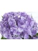 MCW Künstliche Hortensie Q86, Lila