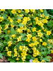 NatureNest 12 Goldbeere pflanzen  Waldsteinia ternata  