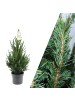 NatureNest Weihnachtsbaum  1x Picea Conica 'December' 