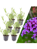 NatureNest 6 Eisenkraut pflanzen  Verbena bonariensis  
