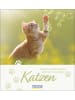 Korsch Kalender - Geburtstagskalender Katzen