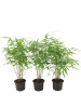 NatureNest Bambus Set 3 Fargesia rufa nicht wuchernd winterhart