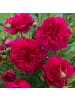 OH2 3er-Set Polyantha-Rosen in Rosa