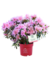 MeinVIPShop Rhododendron pink Spider Indische Azalee