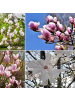 GARDENZO 3er-Set: Magnolien in Bunt