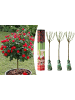 GARDENZO 3er-Set: Mini-Stamm Rosen in Rot