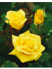 GARDENZO 5er-Set: Mini-Stamm Rosen in Bunt