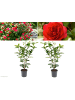 GARDENZO 2er-Set: Kamelienstrauch "Japanische Rose" XL in Rot
