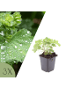NatureNest 3er: Set Alchemilla mollis Pflanzen in Grün 