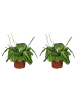 MeinVIPShop 2 x Maranta leuconeura Lemon Lime
