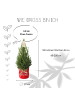 NatureNest Weihnachtsbaum in Xmas Bag rot 