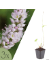 NatureNest 3er: Set Persicaria affinis Superba Pflanzen in Rosa